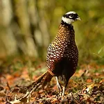 Gæstehus Le Domaine De Montchevreuil 3*