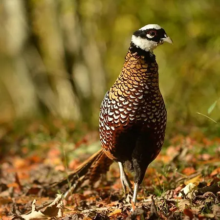 Maison d'hôtes Domaine De Montchevreuil 3*