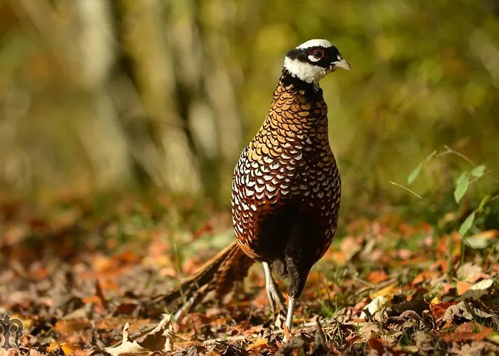Maison d'hôtes Domaine De Montchevreuil 3*